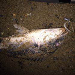 キビレ調査 NO,32