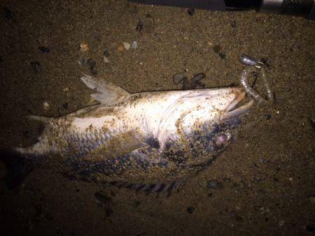 キビレ調査 NO,32