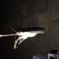 手長エビ ハゼ