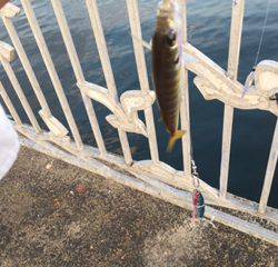 またサバ＆ミラクル