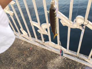 またサバ＆ミラクル