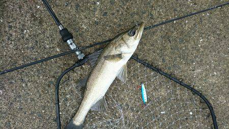 岸ジグチーバス