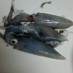 マンデーエギング