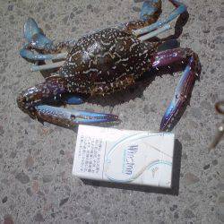 豆アジとワタリガニ