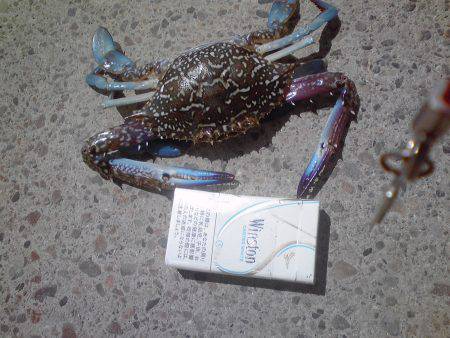 豆アジとワタリガニ