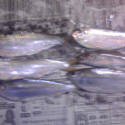 豆アジを捜しサビキ釣り