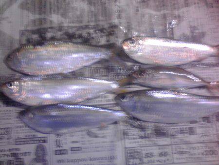 豆アジを捜しサビキ釣り