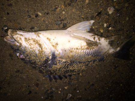 キビレ調査　ＮＯ，３２