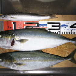 次男に初ツバス