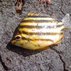 グレ、アイゴ、豆アジ他