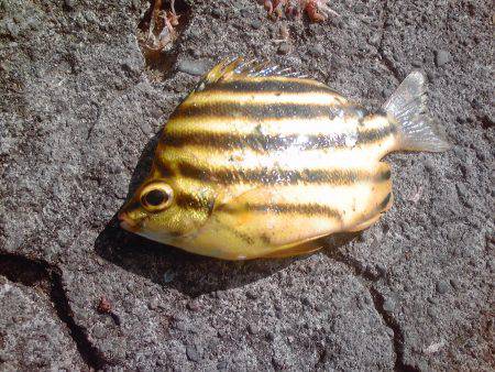 グレ、アイゴ、豆アジ他