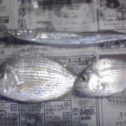 豆アジを捜しサビキ釣り