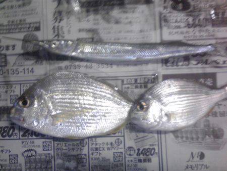 豆アジを捜しサビキ釣り