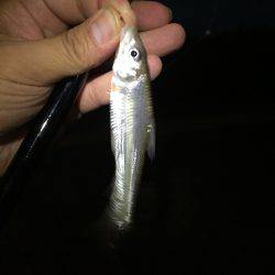 手長エビ ハゼ ニゴイ