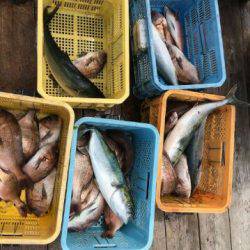 由良海上釣り堀 海人 釣果