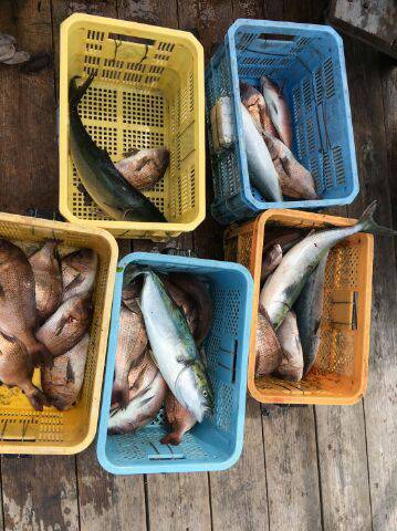 由良海上釣り堀 海人 釣果