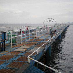 オリジナルメーカー海づり公園(市原市海づり施設) 釣果