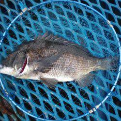 オリジナルメーカー海づり公園(市原市海づり施設) 釣果