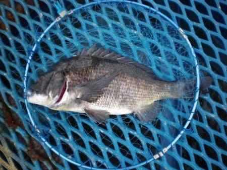 オリジナルメーカー海づり公園(市原市海づり…