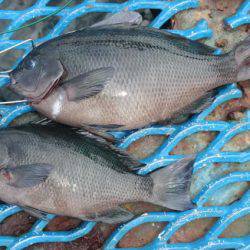 オリジナルメーカー海づり公園(市原市海づり施設) 釣果