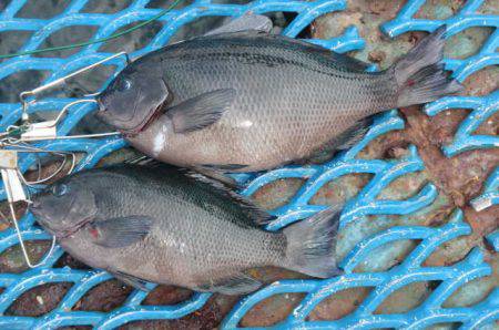 オリジナルメーカー海づり公園(市原市海づり施設) 釣果