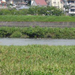 狩野川(狩野川漁業協同組合) 釣果