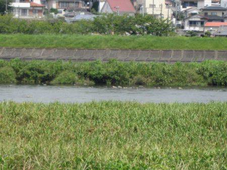 狩野川（狩野川漁業協同組合） 釣果