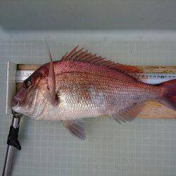 フィッシングボートACE(エース) 釣果