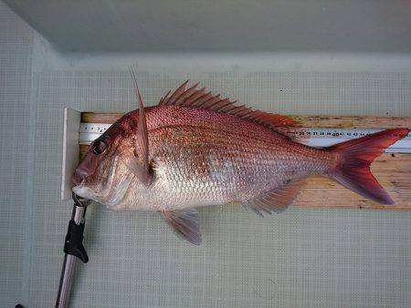 フィッシングボートACE(エース) 釣果