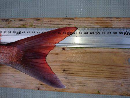 フィッシングボートACE(エース) 釣果