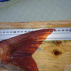 フィッシングボートACE(エース) 釣果