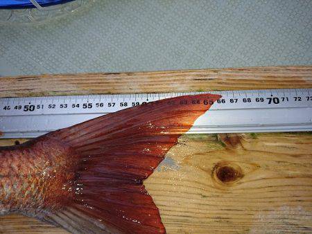 フィッシングボートACE(エース) 釣果