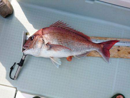 フィッシングボートACE(エース) 釣果