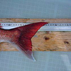 フィッシングボートACE(エース) 釣果