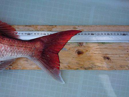 フィッシングボートACE(エース) 釣果