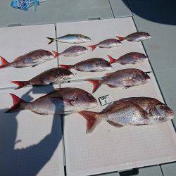 フィッシングボートACE(エース) 釣果