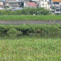 狩野川(狩野川漁業協同組合) 釣果