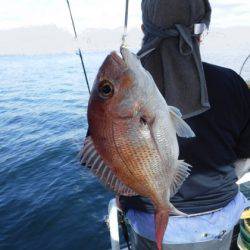 遊漁船 幸友丸 釣果