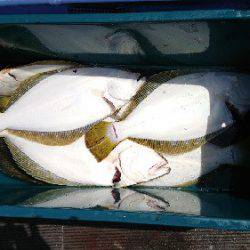 小樽港遊漁船ＳＨＡＫＥ 釣果