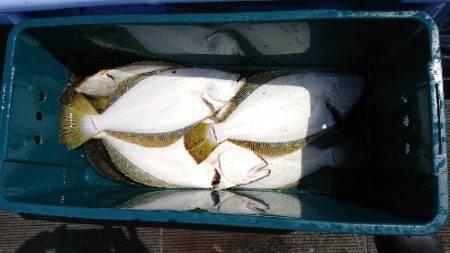 小樽港遊漁船ＳＨＡＫＥ 釣果