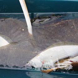 小樽港遊漁船SHAKE 釣果