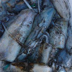 あみや渡船 釣果