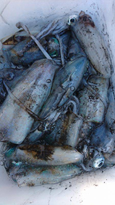 あみや渡船 釣果