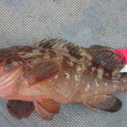 FISHING RISKY 釣果