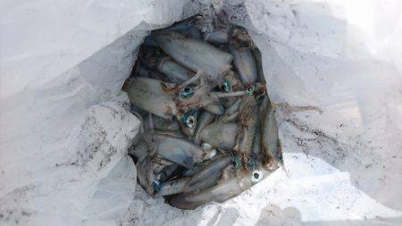 あみや渡船 釣果