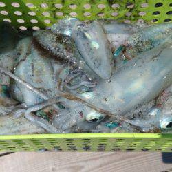 あみや渡船 釣果