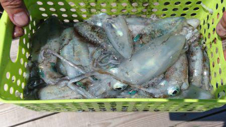 あみや渡船 釣果