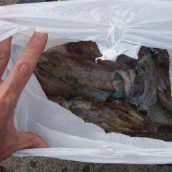 あみや渡船 釣果