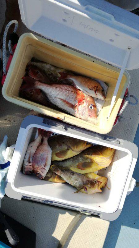 リトルワン 釣果