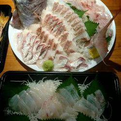 リトルワン 釣果